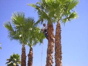 Me_And_The_Dogs/Trimming_neighbors_palm_trees.jpg