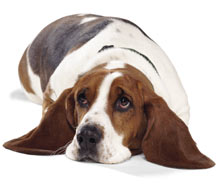 Las_Vegas_Basset_Rescue_1.jpg